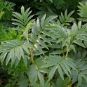 Melianthus dregeanus subsp. Insignis
